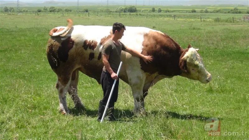 KURBANLIK FİYATLARI 2023 | Büyükbaş, Küçükbaş hisseleri 4.990 TL... 16-19 kg kemikli kemiksiz et kapıya teslim! A101, Migros, CarrefourSA... 4