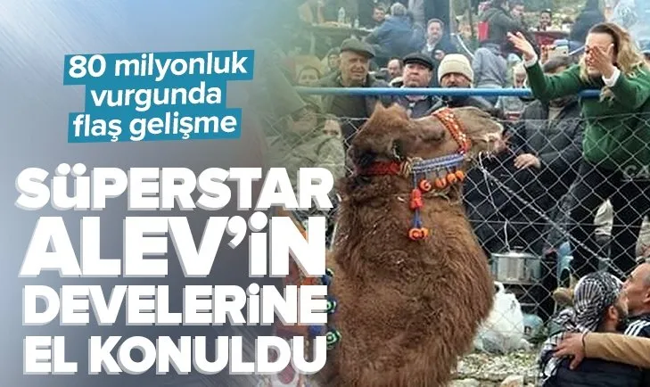 80 milyonluk vurgunda flaş gelişme! Süperstar Alev’in develerine el konuldu