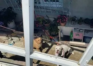 Pitbull dehşeti! Genç kızı az kalsın parçalayacaklardı