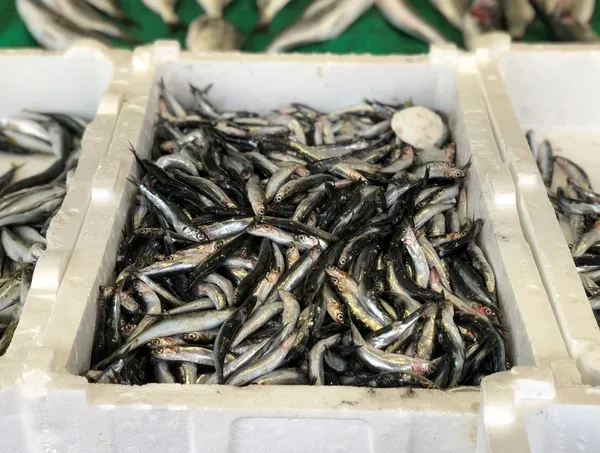 Balık bolluğu tezgaha yansıdı! Hamsinin kilosu 10 TL’ye düştü