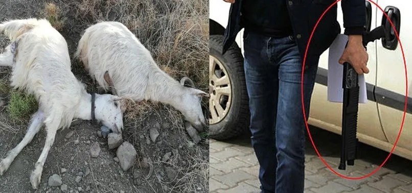 İzmir'de vahşet Arazisine giren keçileri av tüfeğiyle katletti