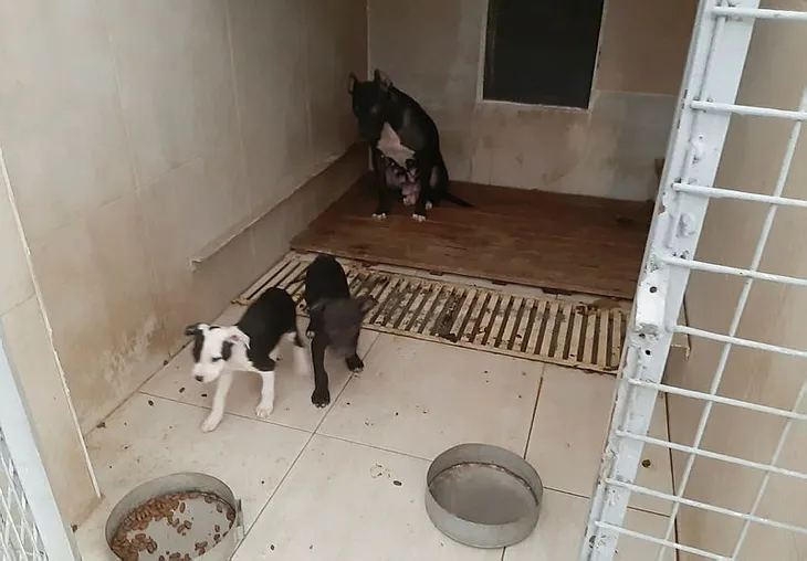 Pitbull besleyen bir kişiye 23 bin 406 lira para cezası - 1
