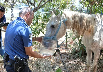 Adana'da atın gözünü oydular!