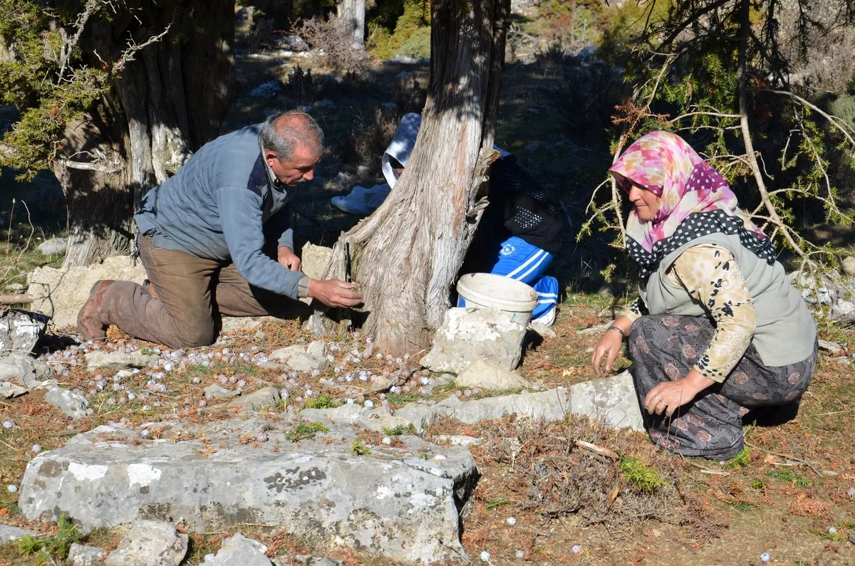 5 kilo kozalaktan sadece 1 kilo çıkıyor! Toroslar'da üretiliyor, 500 liraya satılıyor - 4