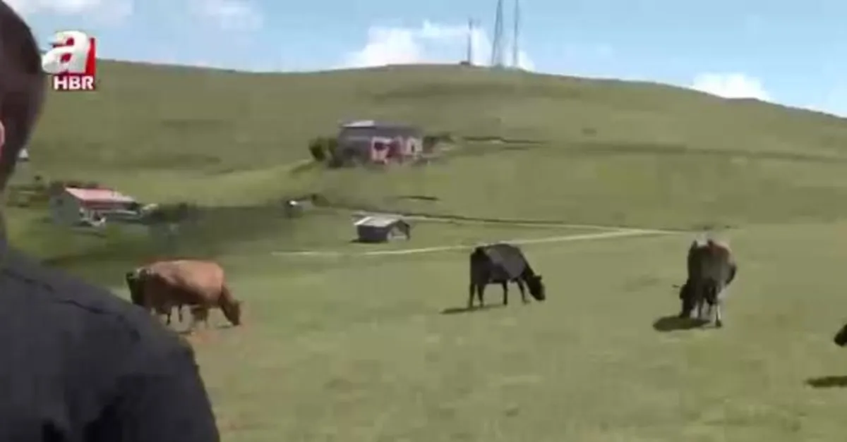 Türkiye'nin Yaylaları: Limonsuyu Yaylası