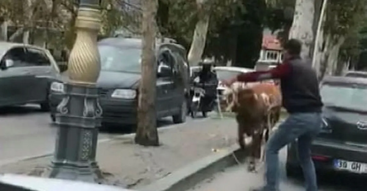 Sahibinden kaçan boğa trafiği birbirine kattı