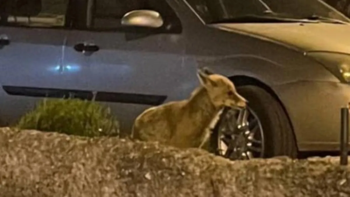 Aç kalan tilki başkent sokaklarında yemek aradı