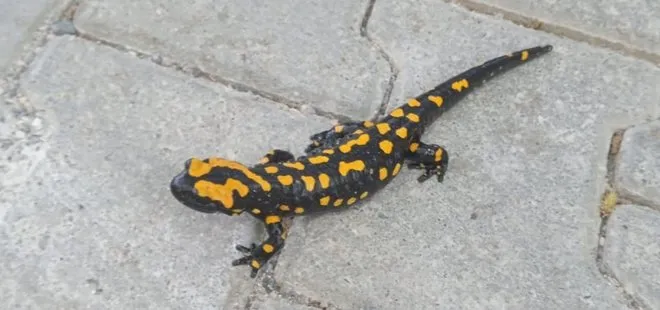 Adıyaman'da sarı benekli semender görüldü