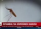 İstanbul’un 7 ilçesinde sivrisinek kabusu