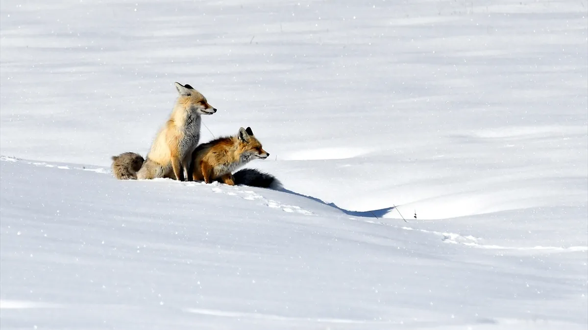 Kars'ta kızıl tilkiler karla kaplı arazide yiyecek aradı