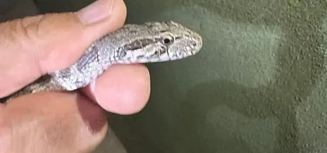 Adana'da evde yılan paniği!