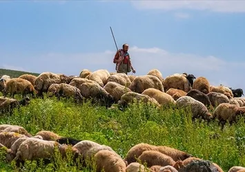 Muş'ta çobanlara ekipman çantası dağıtıldı