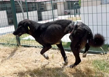 Mersin’de köpeğe ölümüne işkence!