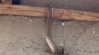 Yılan korkusu hayatlarını kabusa çevirdi! Kendi evlerine giremez hale geldiler
