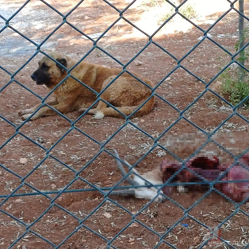 Köpekler koruma altındaki ceylanları parçalayarak yedi 7