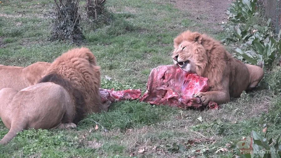 Aslanlar böyle yedi! Vahşi doğa belgeselleri aratmayan görüntüler Türkiye'den 7