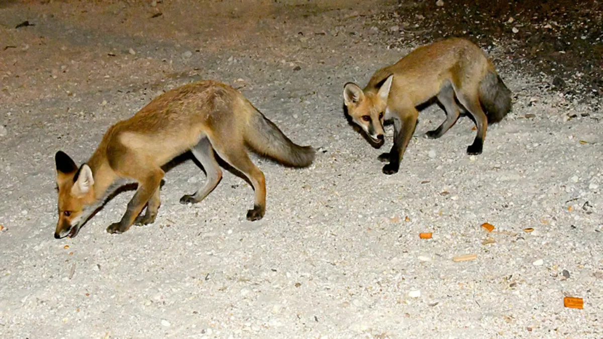 Kars'ta mahalleli tilki yavrularını besliyor