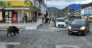 Belirtilerine o hayvanda rastlandı