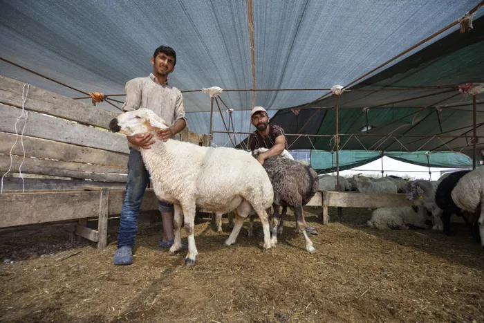 Son dakika: Kurban satış ve kesim yerlerinde alınacak tedbirler açıklandı: Tokalaşmalı pazarlığa izin yok - 3