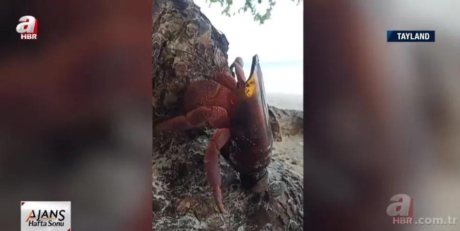 Keşiş yengecin kabuğu cam şişe 2