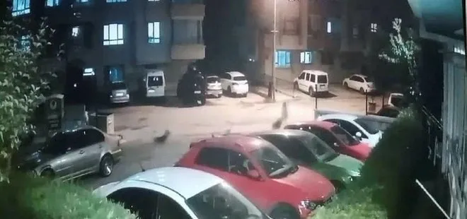 Ankara’da sokak köpeği dehşeti! Kızını kurtarmak isterken bebeğiyle hastanelik oldu