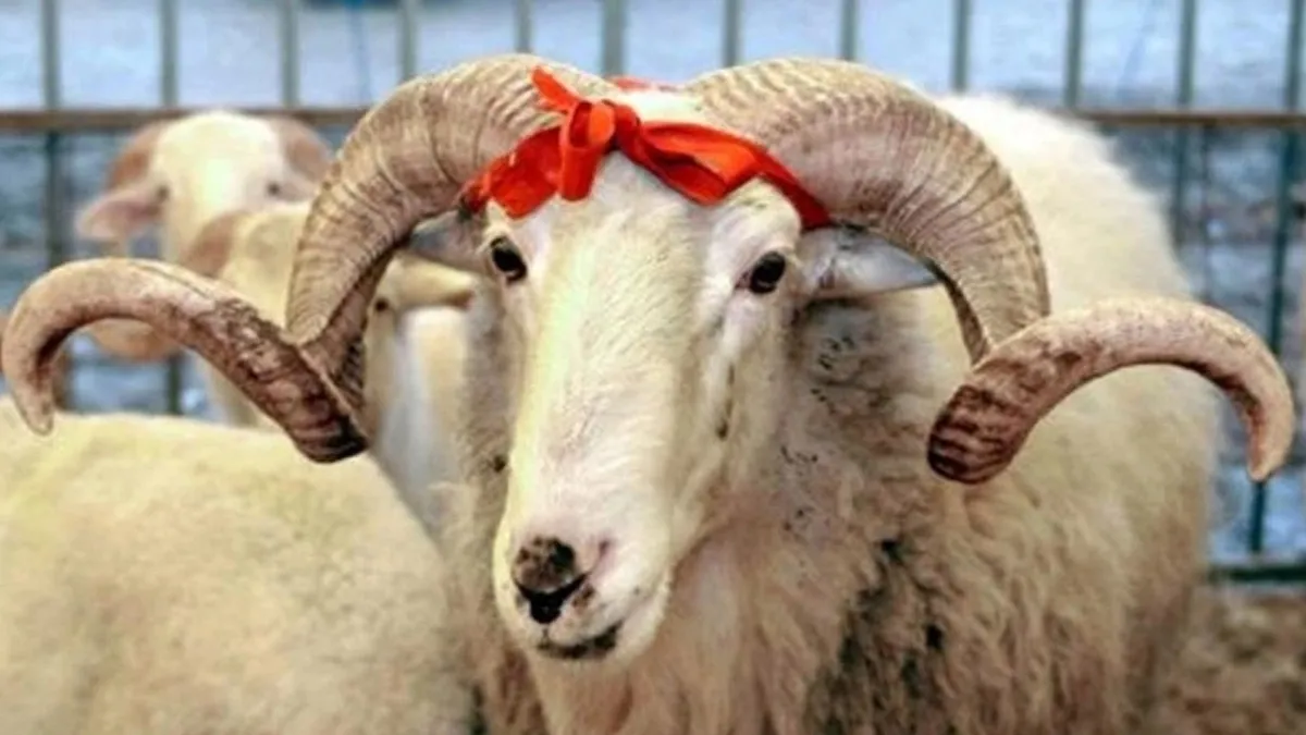 Diyanet, LÖSEV, KIZILAY, İHH, Mehmetçik Vakfı kurban bağış bedeli 2024! Kurban bağış bedeli ne kadar, kaç TL? Vakıflara nasıl bağış yapabilirim?