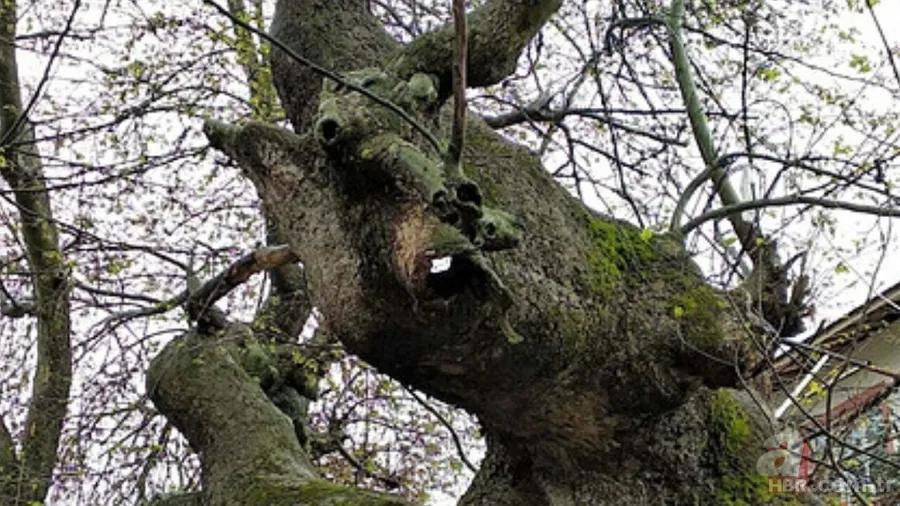 Türkiye'nin en eski ağacı: Tam 2000 Yıllık! Vatandaşlar akın ediyor 4