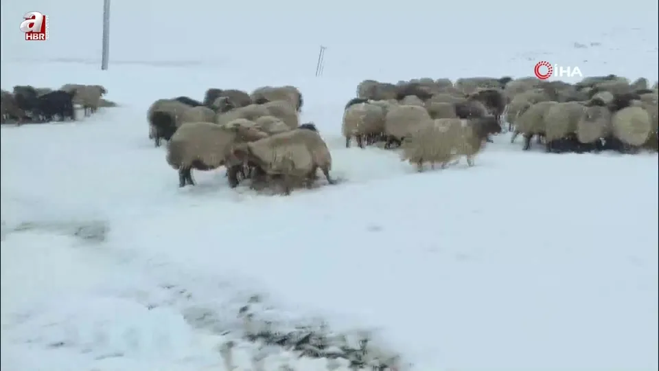 Kar yağdı! Koyun sürüsü yaylada kaldı
