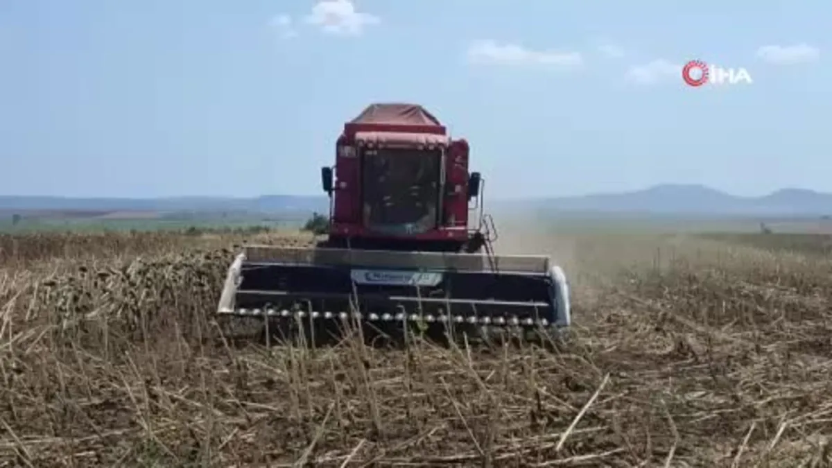 Keşan'da ayçiçeği hasadı başladı