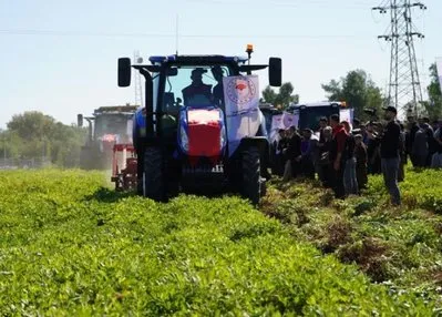 Şırnak’ta yer fıstığı hasadına başlandı