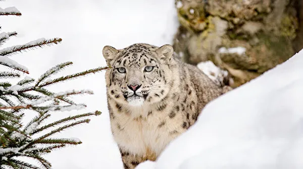 uc-kar-leopari-koronavirusten-oldu-hayvanlardan-koronavirus-gecer-mi-abddeki-hayvanat-bahcesinden-resmi-aciklama-1636902809185.jpg Üç kar leoparı koronavirüsten öldü! Hayvanlardan koronavirüs geçer mi? ABD'deki hayvanat bahçesinden resmi açıklama - 2