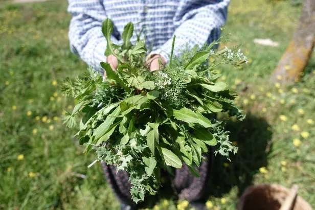 alacati-ot-festivali-etkinlik-programi-20-nisan-alacati-ot-festivali-bitti-mi-ne-zaman-bitecek-1745140648482.jpg A Haber foto arşiv