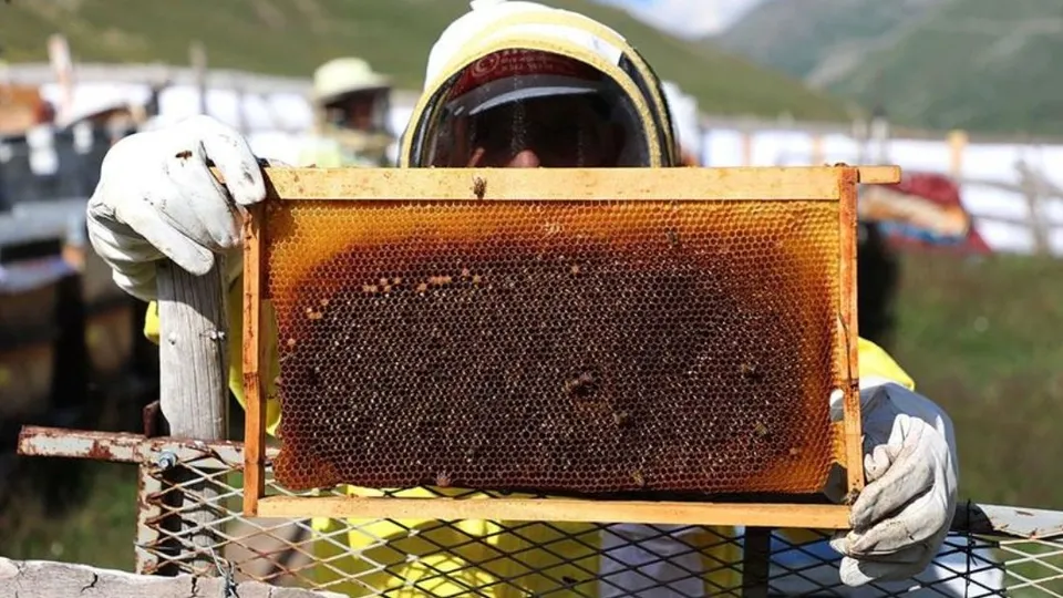 Anzer balı üreticileri isyanda