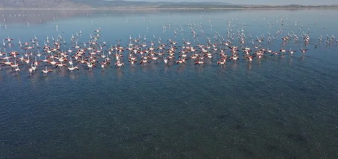 Acıgöl flamingolarla bir başka güzel