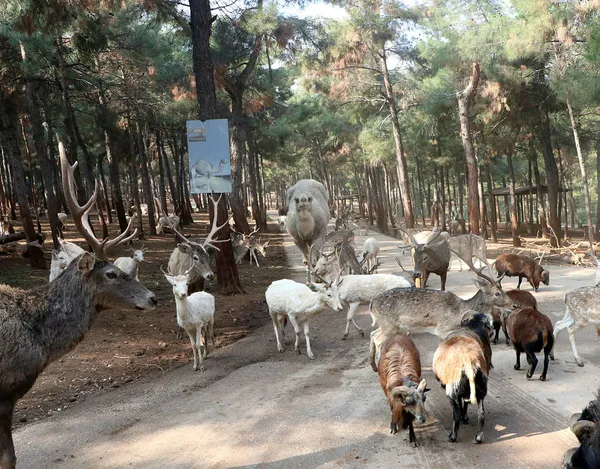 Türkiye'nin ilk ve tek safari parkına yoğun ilgi - 5