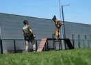 Sınırların gizli kahramanı hassas burun köpekler böyle eğitiliyor