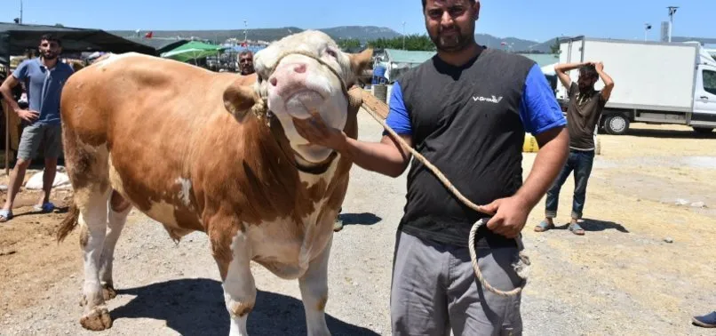Pazarın gözdesi Toros Kaplanı 67 bin liraya alıcı buldu