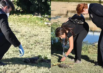 Parkta kedi katliamı
