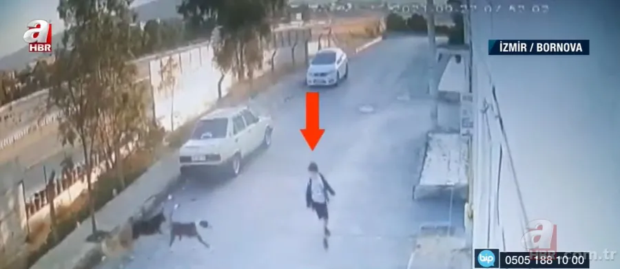 İzmir'de sokak köpekleri çocuğa saldırdı! O anlar kamerada 1