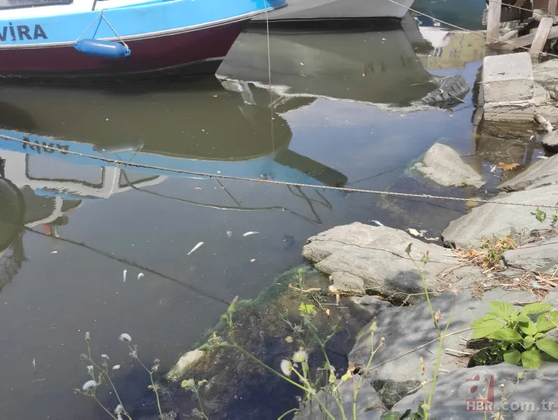 Küçükçekmece Gölü’nde büyük dram! CHP'li İBB kılını bile kıpırdatmıyor! Balıklardan sonra şimdi de martı ölümleri başladı 14