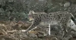 Yol çalışmaları sırasında görüntülendi!