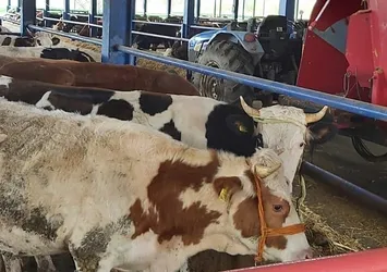 Türkiye'deki tüm hayvan pazarları kapatıldı! Gıda arzında son durum nedir? Et fiyatları artar mı?