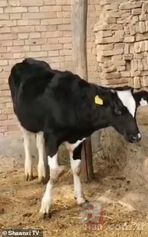 Denizin ortasında tencere içindeki tavuk sosyal medyayı salladı! Görenler gözlerine inanamadı 21