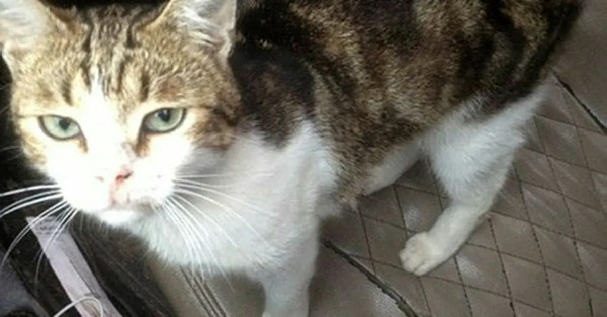 Uyusturucu Kuryesi Kedi Gozlem Altinda Tutuldugu Hayvanat Bahcesinden Kacti Ahaber Video Izle