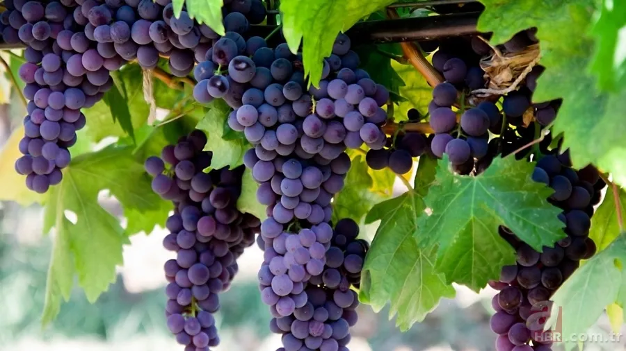 Yılbaşı gecesi masanın altında 12 üzüm ritüeli nedir? İşte anlamı 2