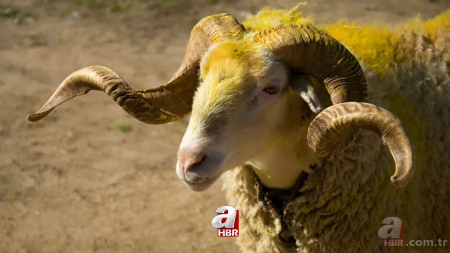 Kurbanlık Market Fiyatları 2023 | A101, Migros, CarrefourSA tek tek listeledi! Koç:5.990, Büyükbaş:10.990 TL! 7