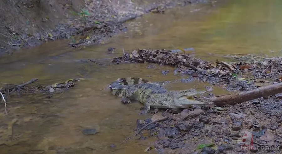 Hayatta kalmak için avladıkları timsahın karnından çıkanlar şoke etti! Mide bulandıran görüntü 5