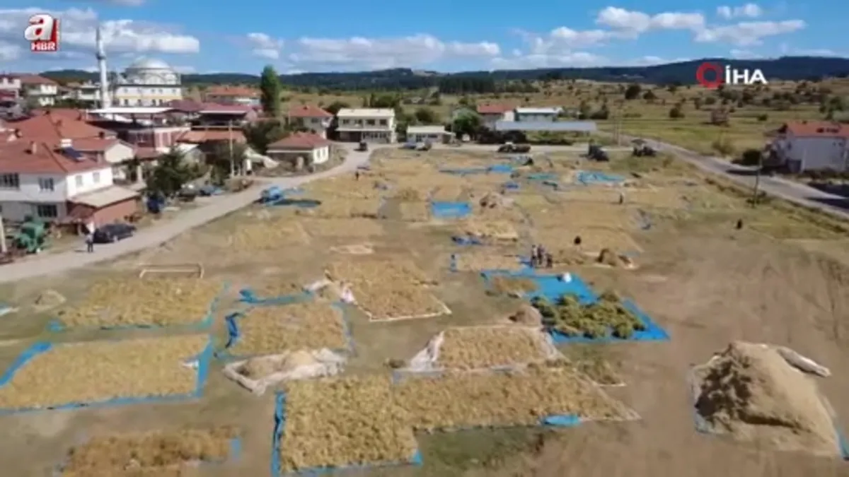 Manisa Demirci'nin yaylalarında yetişen kuru fasulyede hasat başladı