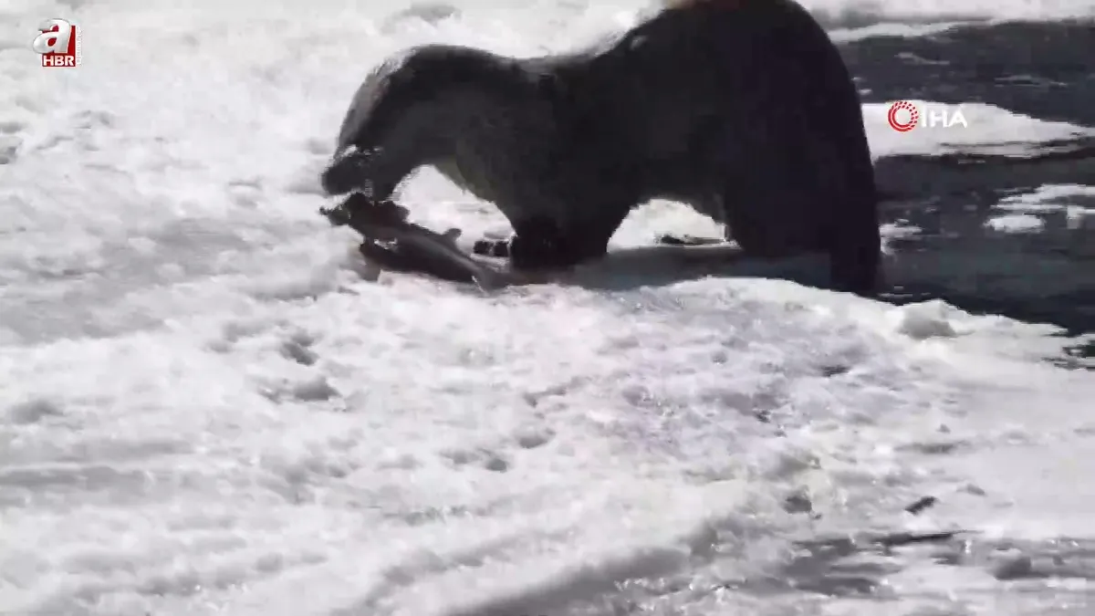 Görüntüler Erzurum'dan! Vahşi doğa belgesellerini aratmadı