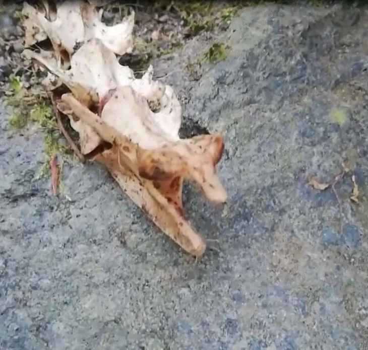 Trabzon’da 2 ayaklı hayvan iskeleti bulundu! Kimse ne olduğunu bilmiyor...